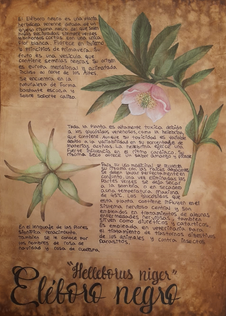 ilustracion botanica eléboro negro