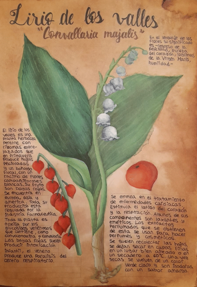 ilustracion botanica lirio de los valles