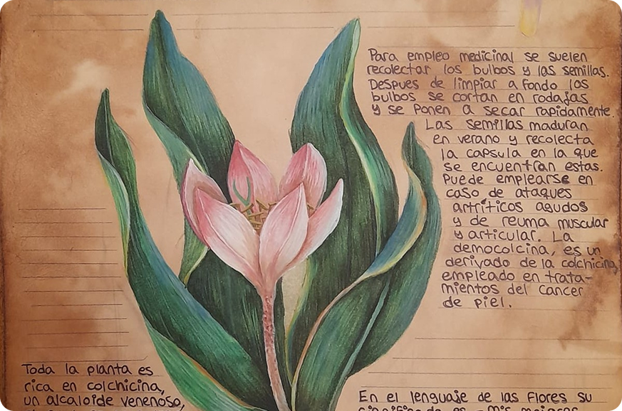 imagen ilustracion botanica