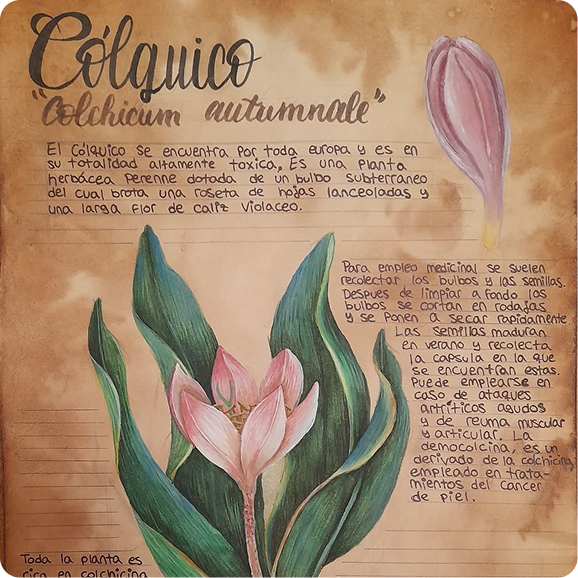 ilustracion botanica colquico