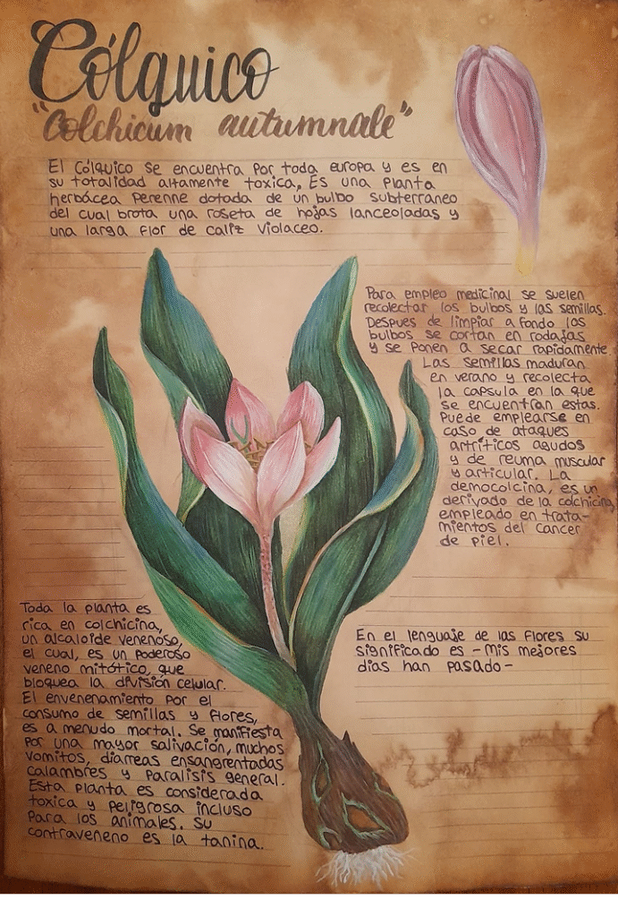 ilustracion botanica colquico