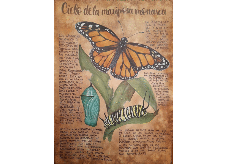 imagen proyecto ciclo de la mariposa monarca